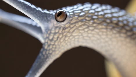close-up of a snail's eye