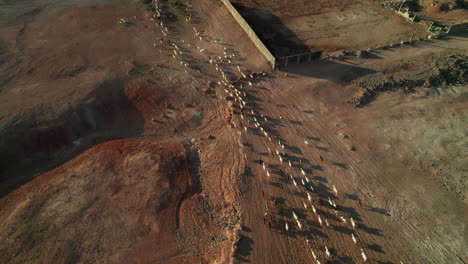 Aerial-view-of-a-flock-of-sheep-and-goats-running-through-a-desert-landscape-and-near-the-coast