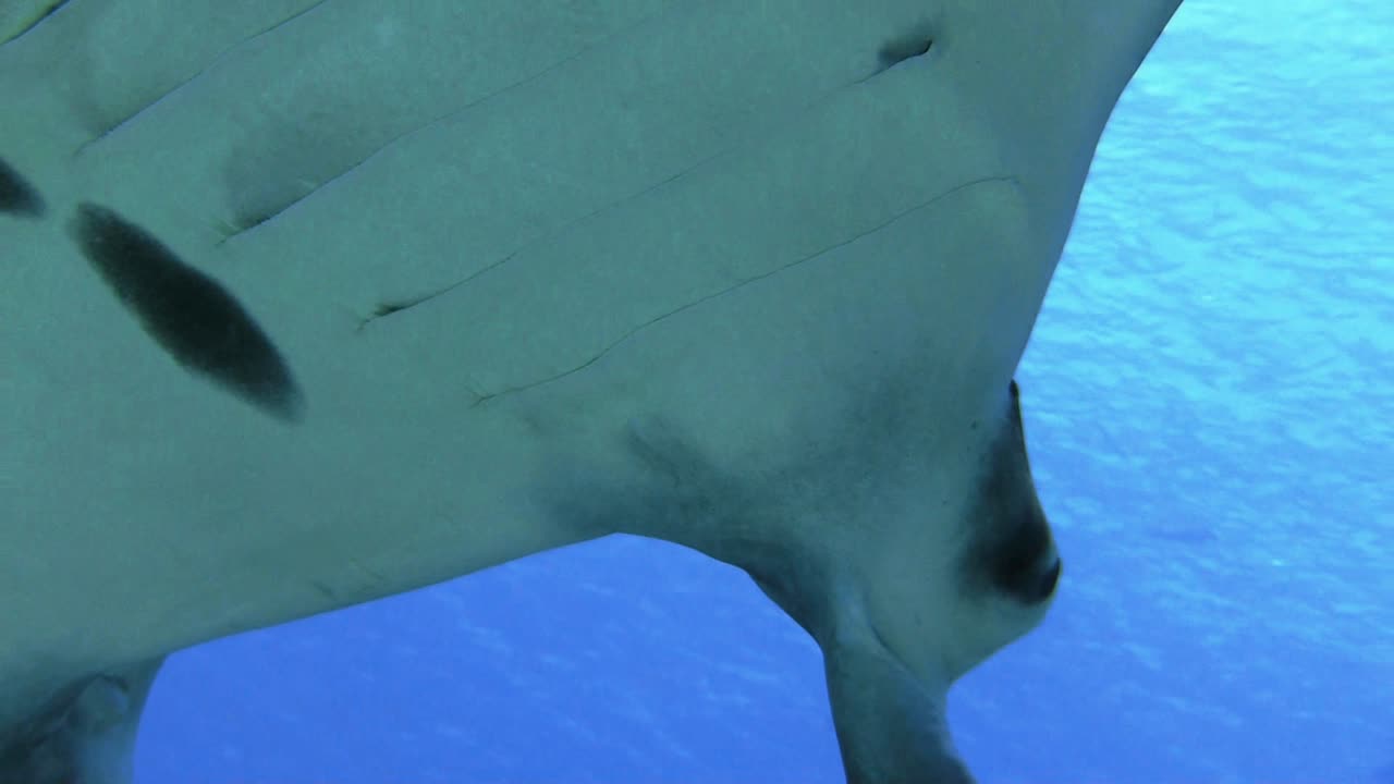 reef manta ray with two shark suckers approaching camera, close-ups of eye and belly with characteristic pattern