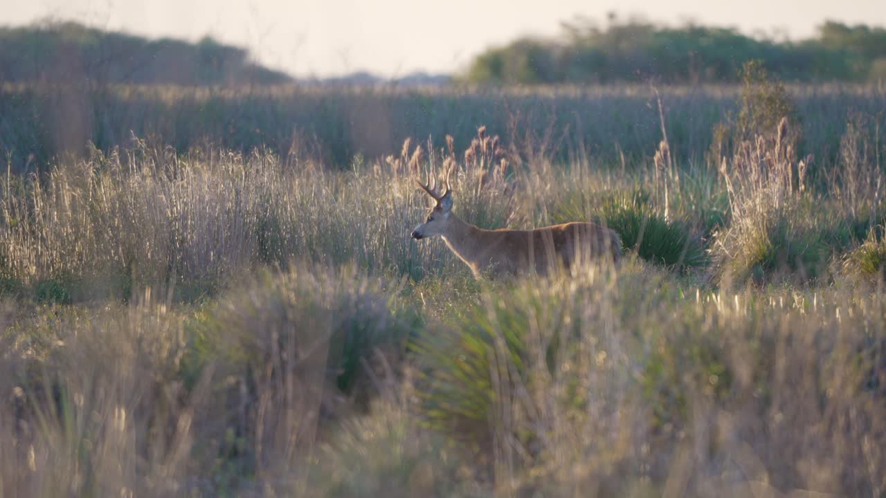 Buck stalks forward in tall grass during golden hour, cinematic slow motion, tracking as it starts to walk