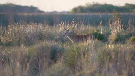 buck stalks forward in tall grass during golden hour, cinematic slow motion, tracking as it starts to walk