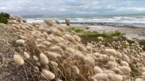 hierba de cola de liebre que sopla en el viento en la costa de kaikoura en nueva zelanda