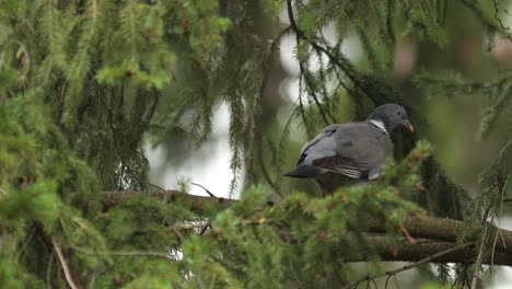 Gemeine-Ringeltaube,-Die-Auf-Einem-Ast-In-Einer-Kiefer-Von-Hinten-Gesehen-Steht-Und-Aus-Dem-Rahmen-Geht,-Mit-Kiefernzweigen-Und-Unscharfem-Grün-Im-Vorder--Und-Hintergrund