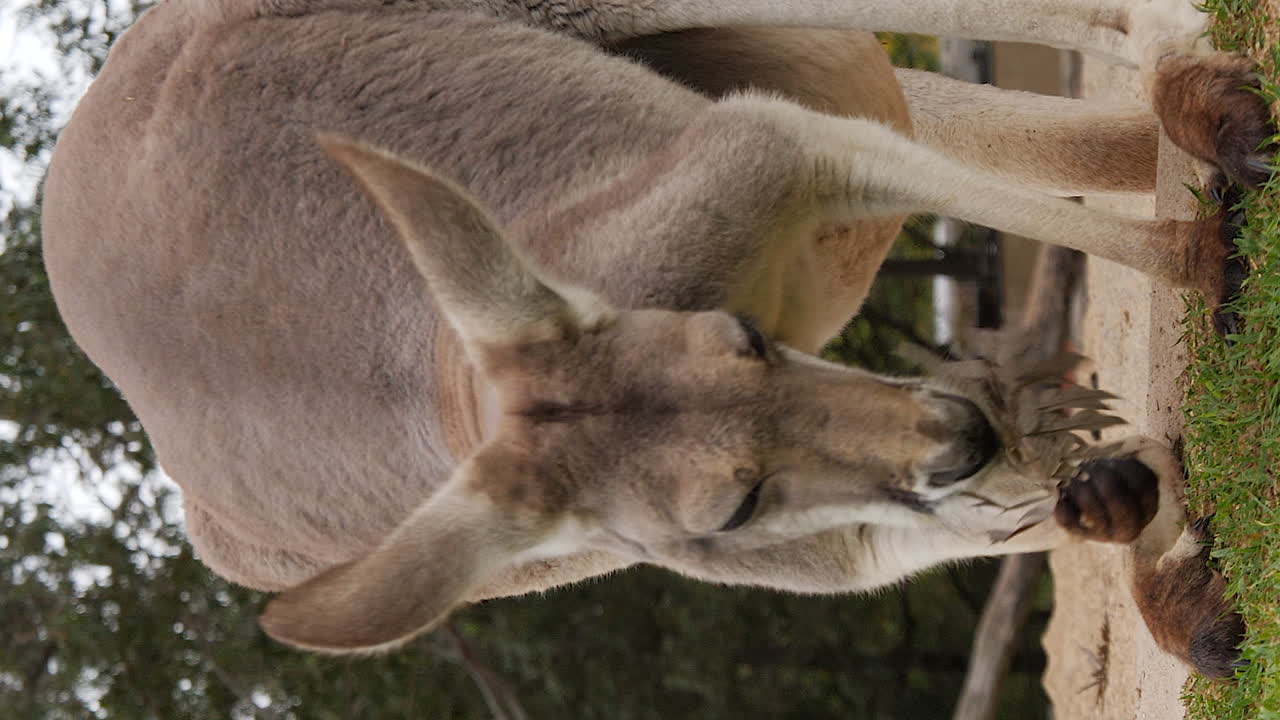 Vertical close up of large Red Kangaroo eating leaf, staring directly at camera