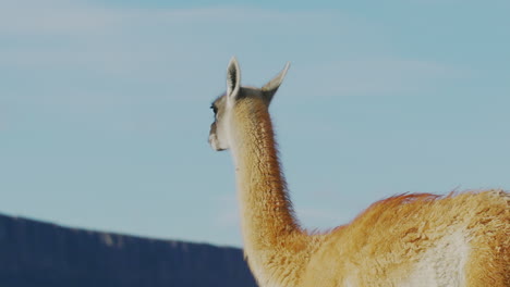 Two-alpacas-walk-and-stand-outdoors-near-a-mountain-range