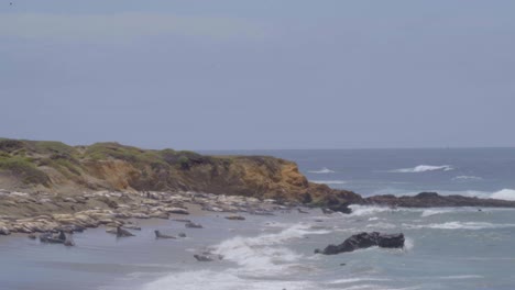 Seeelefanten-Liegen-Am-Strand-In-Kalifornien