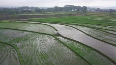 Vista-Aérea-De-Drones-De-La-Cabaña-En-Medio-De-Los-Campos-De-Arroz