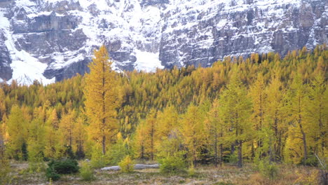 Larch-Valley,-Wandergebiet-Sentinel-Pass,-Banff-Nationalpark-Kanada