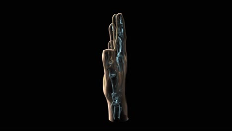 Medizinische-3D-Animation-Einer-Menschlichen-Hand-Und-Knochen
