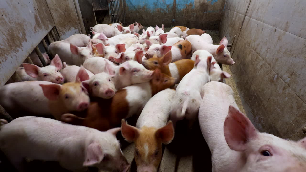 Piglets tightly packed in farm pen, struggling for space, heartbreaking portrayal of industrial farming. Close-up