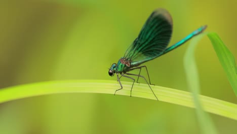 beautiful demoiselle (calopteryx virgo) is a european damselfly belonging to the family calopterygidae. it is often found along fast-flowing waters where it is most at home.