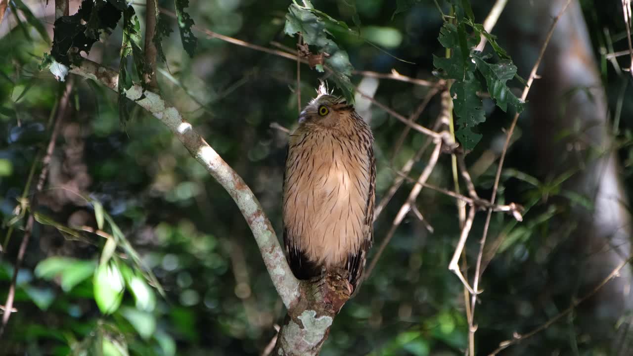 담황색 물고기 올빼미, ketupa ketupu는 강렬하게 물을 내려다본 다음 오른쪽을 올려다본 다음 카메라, 카오 야이 국립 공원, 태국을 똑바로 쳐다봅니다.
