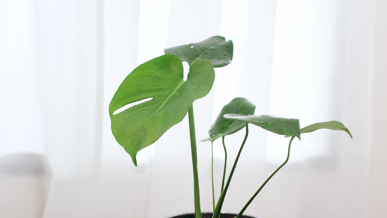 monstera o planta de queso suizo hoja verde tropical exótica en una maceta de flores sobre la mesa con fondo de cortina blanca