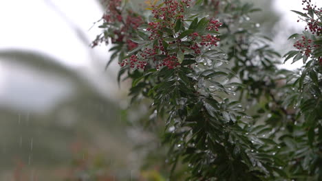 Gotas-De-Lluvia-Goteando-Sobre-Hojas-Verdes-De-Pistacia-Lentiscus-También-Conocida-Como-Lentisco-O-Masilla,-Nativa-De-La-Cuenca-Mediterránea