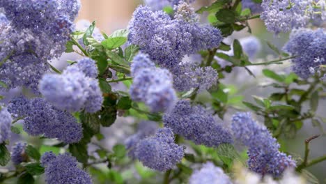 beautiful purple flowers in the park