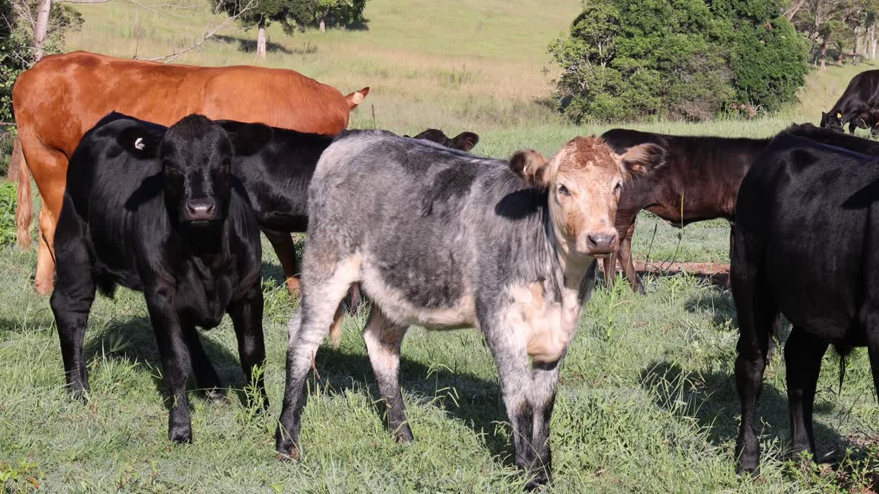 울창 한 들판 에서 평화 로 풀 을 잡고 있는 소 들