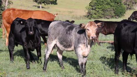 vacas pastando pacíficamente en un campo exuberante
