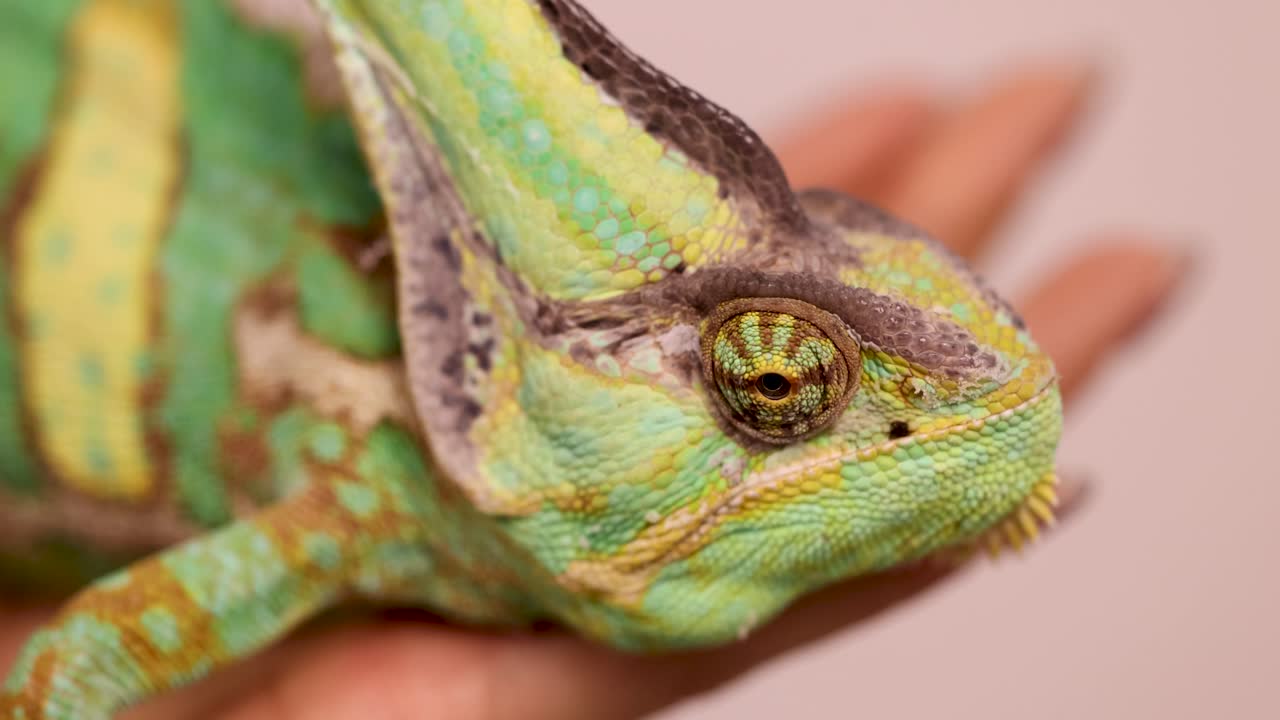 A veiled chameleon rests on a hand, showcasing its vibrant colors and unique texture in a well-lit environment