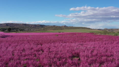 Erstaunliches-Feld-Voller-Rosa-Blühender-Mandelbäume,-Spanien,-Landwirtschaft,-Sonnige-Luftaufnahme