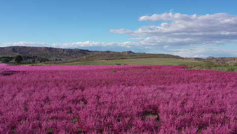 increíble campo lleno de almendros con flores rosadas españa agricultura aérea soleada