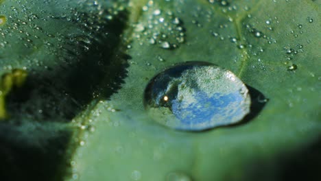 hydrophobic effect of cabbage leaves. natural wax repels water. sparkling  water drops on a green leaf.