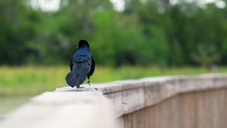 Boat-tailed-grackle-walking-along-boardwalk,-Florida-marsh-wetlands-4k