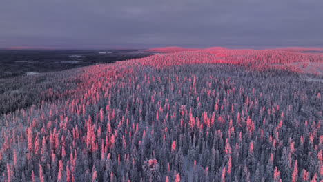 drone flying over vibrant, sunlit forest in syote national park, winter in finland