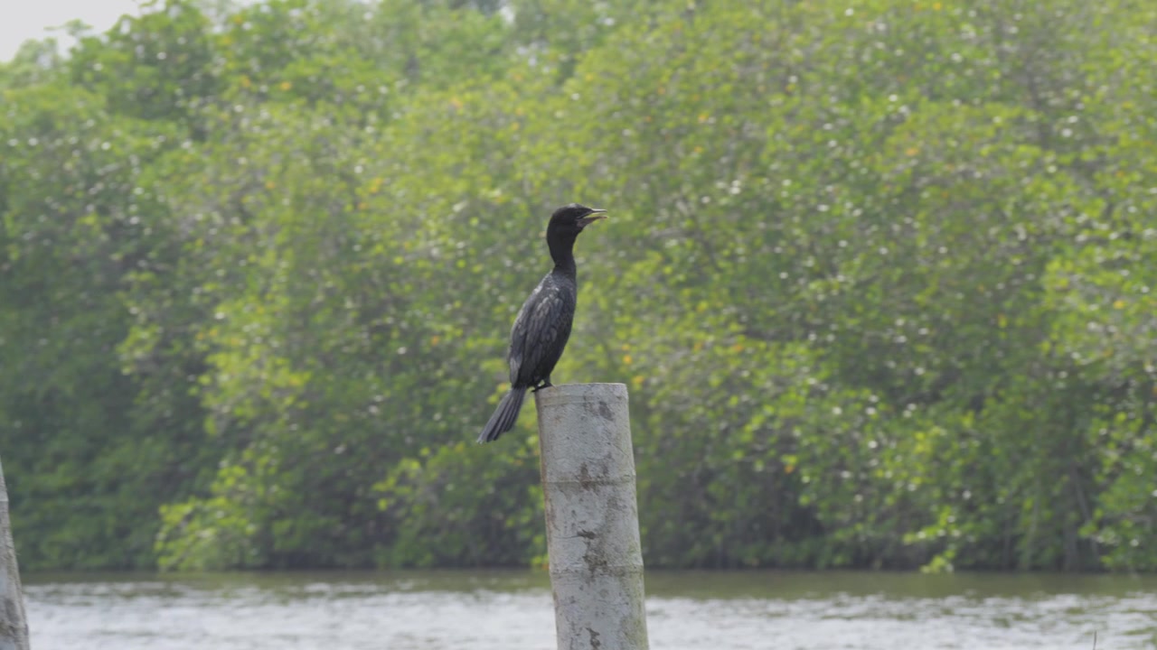 Scatto con effetto parallasse di un cormorano appollaiato su un palo logoro sopra il fiume Hikkaduwa, con lussureggianti mangrovie delicatamente sfocate sullo sfondo, in Sri Lanka.