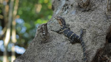 A-tripod-close-up-shot-of-a-baby-asian-water-monitor-also-known-as-Varanus-salvator,-resting-on-a-tree-trunk-in-mangrove-forest-looking-around-and-sticking-his-split-tongue-out-,-Thailand