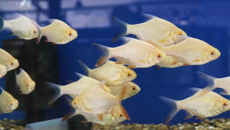 school of white fish in aquarium