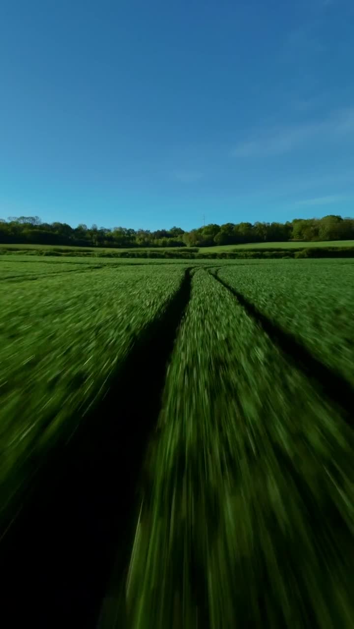 FPV dive along tall green barley rows under bright sky in wide rural French farmland, vertical into shadow and re-appearing, backdrop background