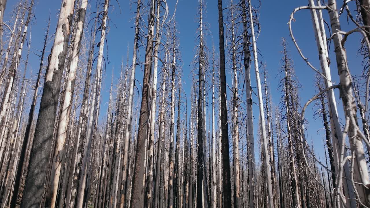 Tall burnt trees in California forest under a clear blue sky