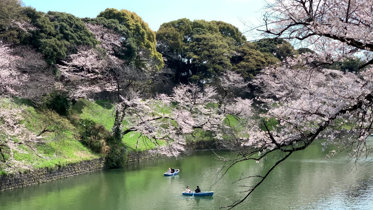 Momento di tranquillità con fiori di ciliegio e barche a remi che navigano sul fossato del Palazzo Imperiale nel Parco Chidorigafuchi.