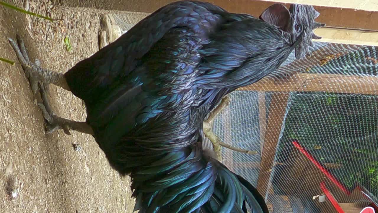 ayam cemani hermoso gallo negro