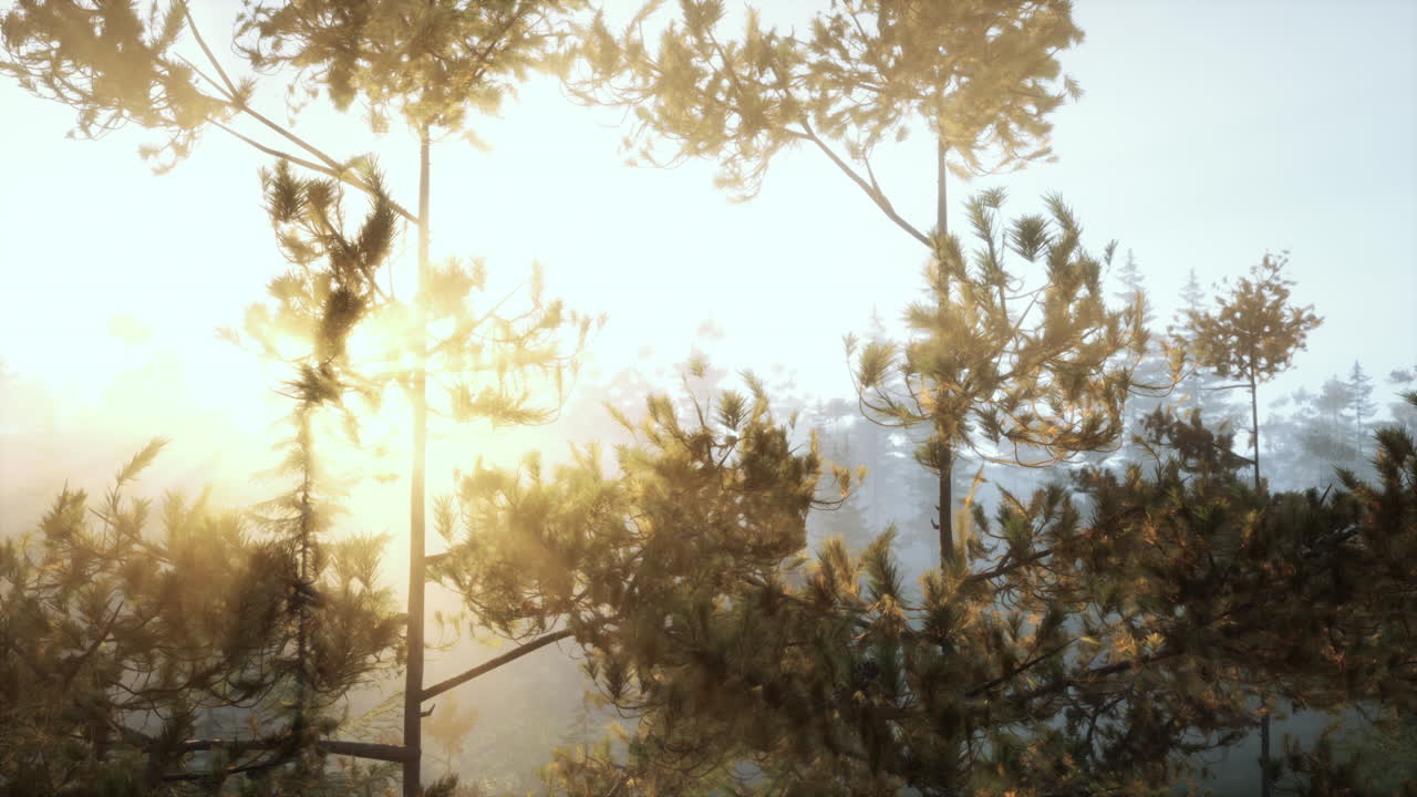 안개 가 가득 한 소나무 숲 에서 해가 뜨는 것