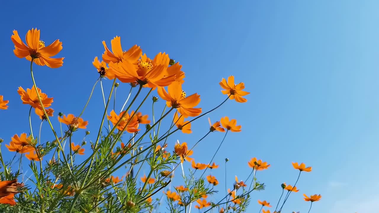 Low-angle video of vibrant orange flowers against a clear blue sky, capturing nature's beauty