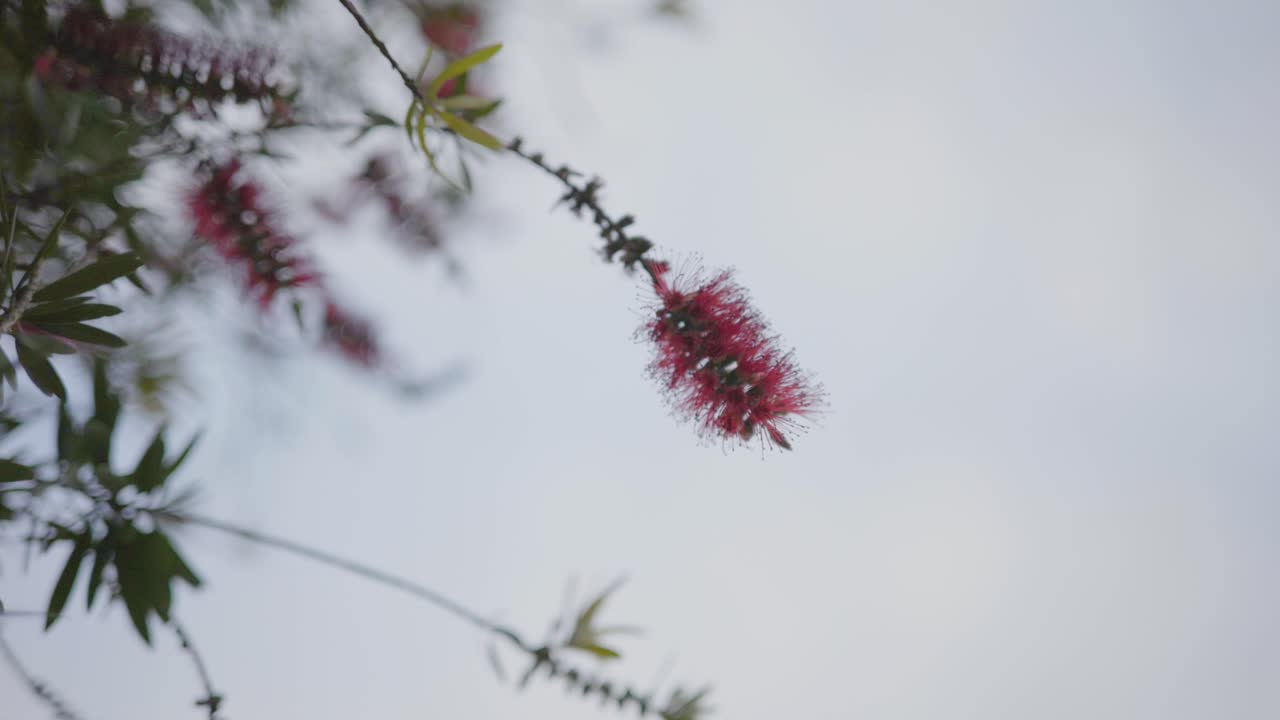árbol de navidad rojo de nueva zelanda pōhutukawa pohutukawa