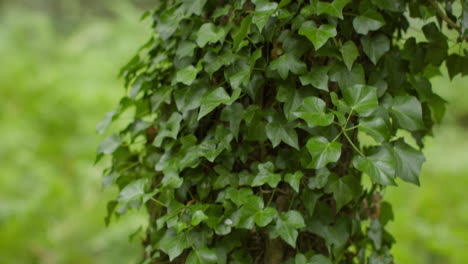 close up of ivy growing on trunk of tree in forest 1