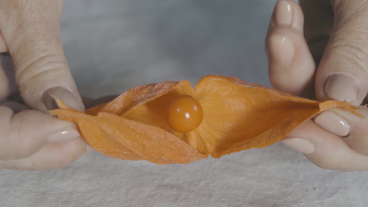 un alchechengi o linterna china se abre con dos manos en cámara lenta y se revela la fruta interior, una bola naranja