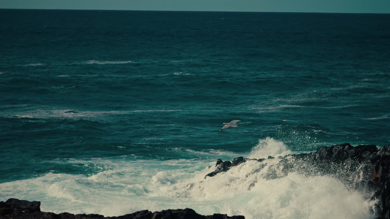 Powerful Waves Crashing on Rocky Coast with Seagull