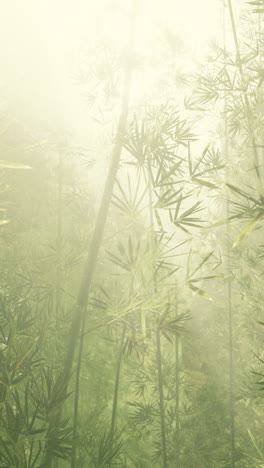 misty bamboo forest