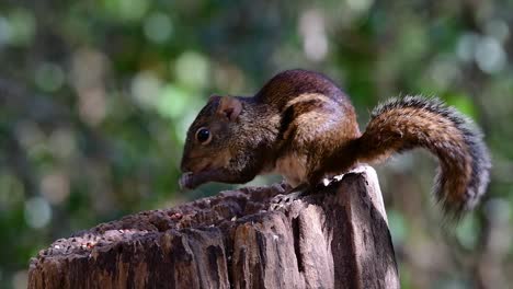 the indochinese ground squirrel is commonly found in thailand just about anywhere it can thrive