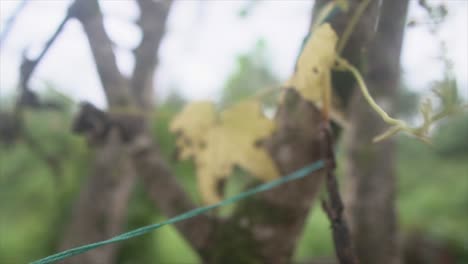 Abstract-nature-forest-with-dried-yellow-lead-on-bark-of-tree-with-nylon-thread-tied