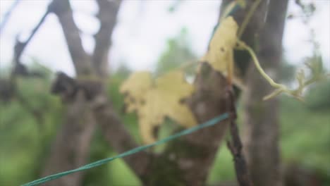 bosque de naturaleza abstracta con plomo amarillo seco en la corteza del árbol con hilo de nylon atado