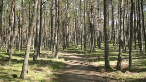 walking through smiltyne pine forest on a sunny day