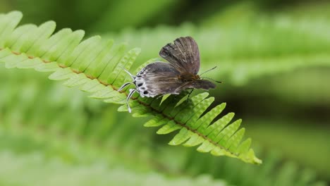 polilla tajuria encaramada en plantas de helecho y volar lejos, enfoque profundo