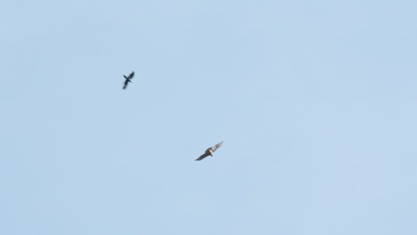 wide shot of a crow dive-bombing a hawk in slow motion