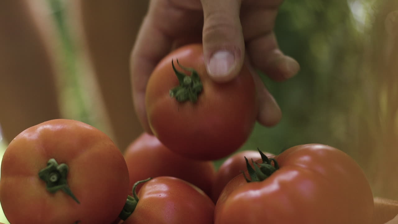 Picking Tomatoes