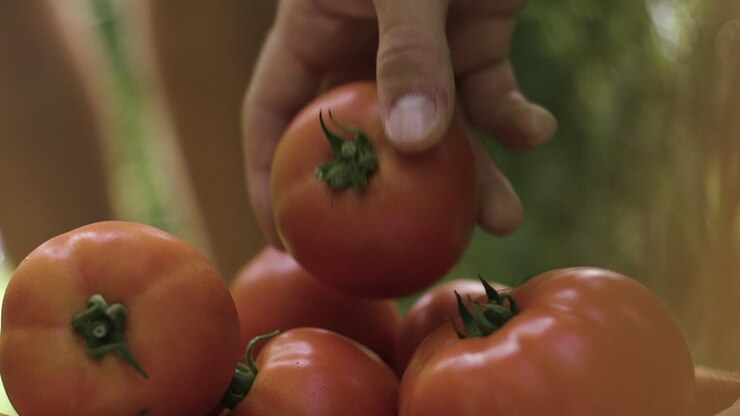 Picking Tomatoes
