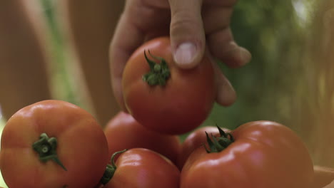 picking tomatoes